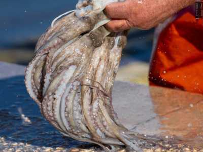 ...in modo che perda la pi� grande quantit� possibile di acqua propria, sostituita da quella del mare spruzzata dal pescatore
